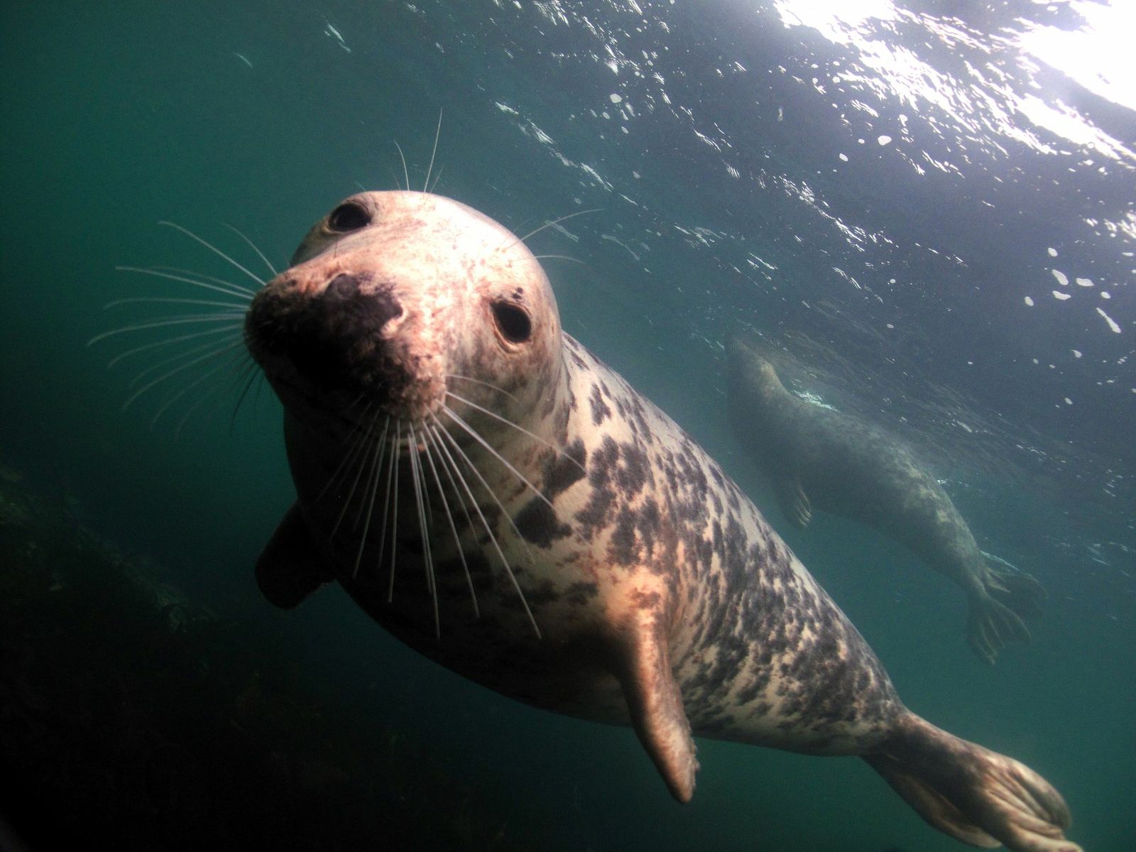 Seal on the Farne Islands