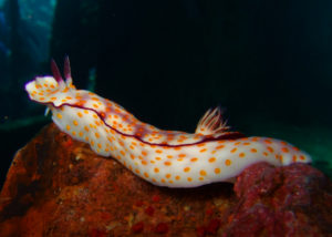 Nudibranch