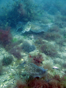 Cuttle fish