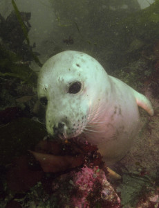 Seal