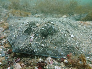 Thornback ray