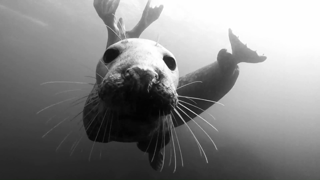 farnes-seal