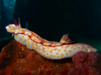 Nudibranch