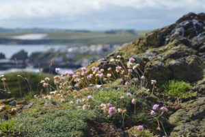 Sea thrift